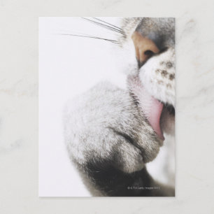 Carte Postale Pince de nettoyage de chats