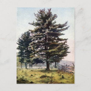 Carte Postale Pinceau blanc majestueux