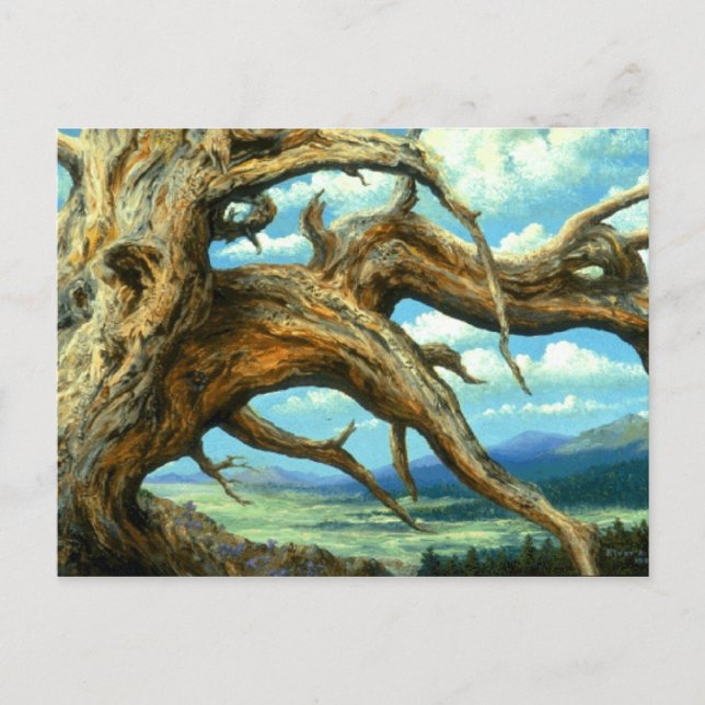 Carte postale Pinceau Bristlecone (Devant)