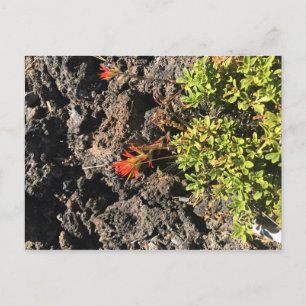 Carte Postale Pinceau indien