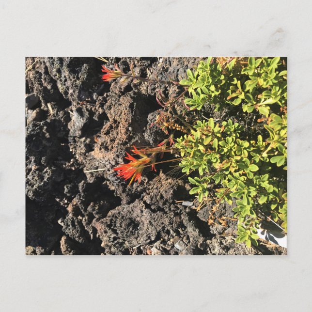 Carte Postale Pinceau indien (Devant)