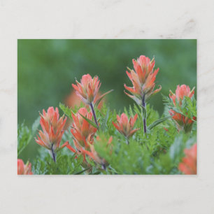 Carte Postale Pinceau indien, Castilleja miniata, Ouray,