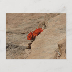 Carte Postale Pinceau indien dans les rochers à Zion