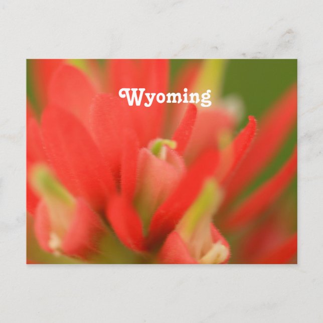 Carte Postale Pinceau indien du Wyoming (Devant)