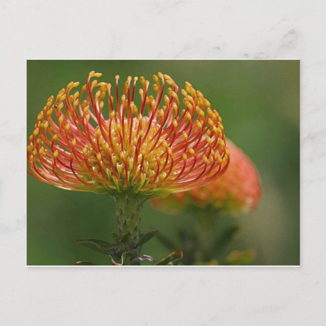 Carte Postale pincushion-protéa (Devant)