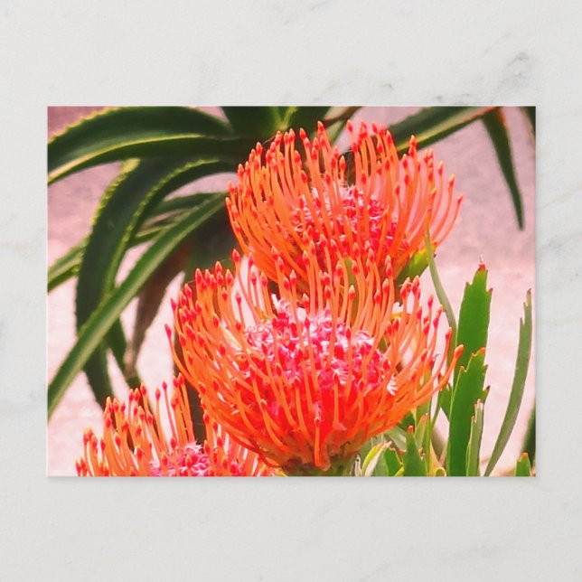 Carte postale Pincushion Tango #1-2 (Devant)