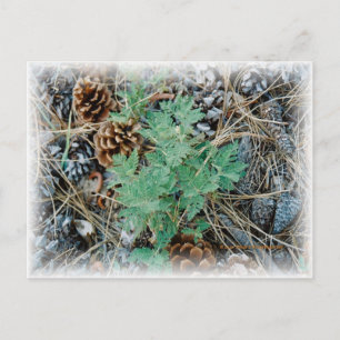 Carte postale Pine Cones et Fern