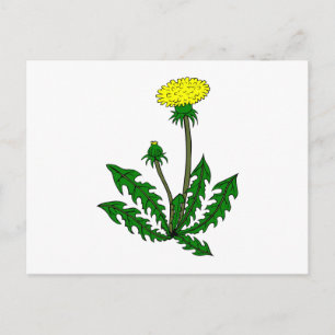 Carte Postale Pine dandelion