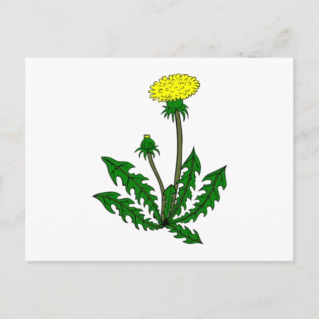 Carte Postale Pine dandelion (Devant)
