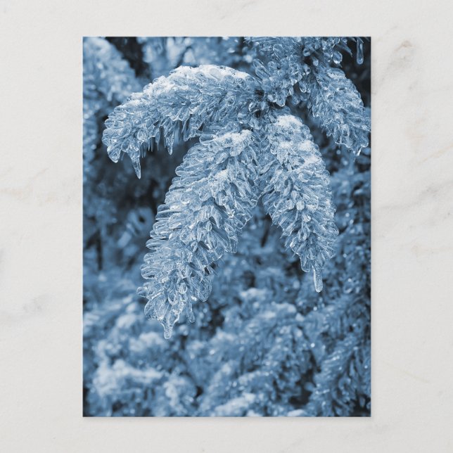 Carte Postale Pine Icy (Devant)