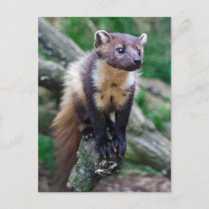 Carte postale Pine Marten