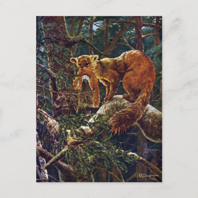 Carte Postale Pine Marten avec proie (Devant)