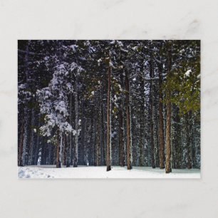 Carte Postale pinède avec neige hiver-Chypre