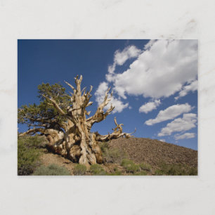 Carte Postale Pinède de Bristlecone dans la forêt ancienne de Br