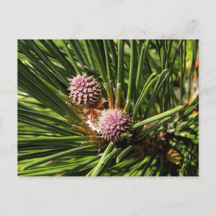Carte Postale Pinefer