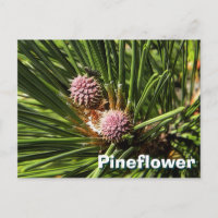 Pinefer