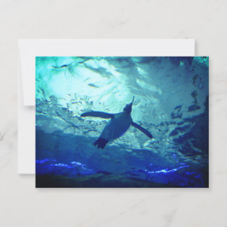 Carte postale Pingouin