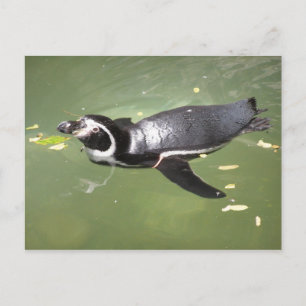 Carte Postale Pingouin