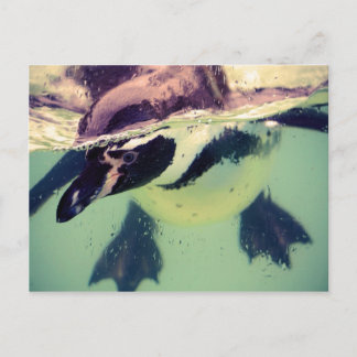 Carte Postale Pingouin