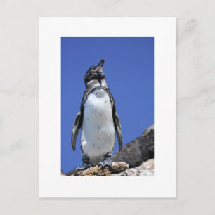 Carte Postale Pingouin
