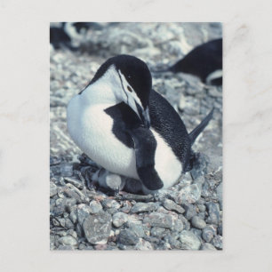 Carte Postale Pingouin à rayures