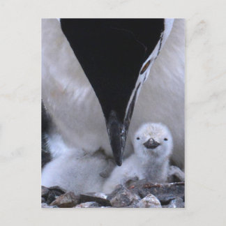 Carte Postale Pingouin à rayures Parent et poussin