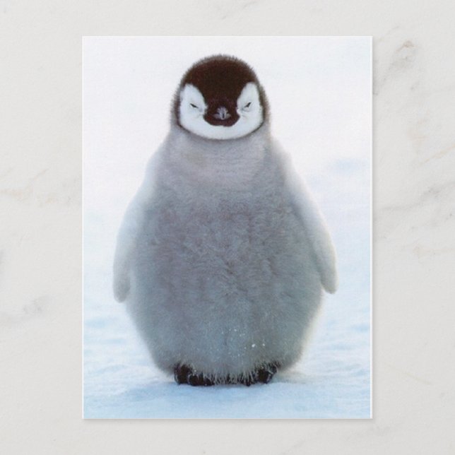 Carte Postale Pingouin bébé (Devant)