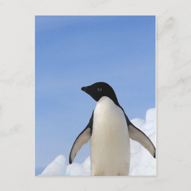 Carte Postale Pingouin d'Adelie (Devant)