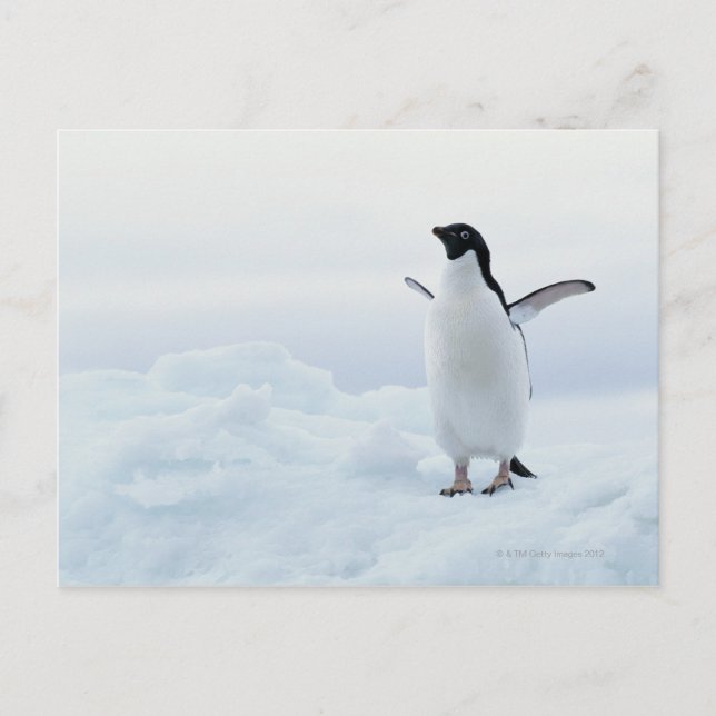 Carte Postale Pingouin d'Adelie, Antarctique (Devant)