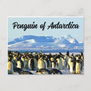 Carte Postale Pingouin de l'Antarctique