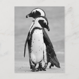Carte Postale Pingouin deux