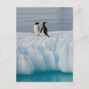 Carte Postale pingouin doux, Pygoscelis Papouasie, sur la glace 