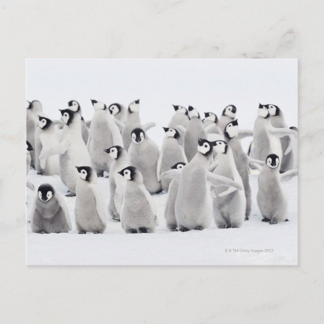 Carte Postale Pingouin empereur (Aptenodytes forsteri) (Devant)