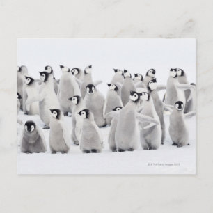 Carte Postale Pingouin empereur (Aptenodytes forsteri)