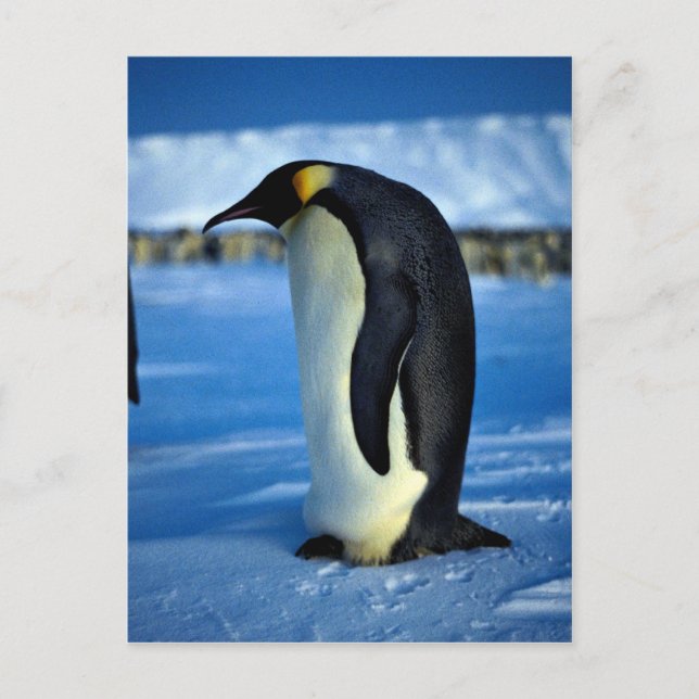 Carte Postale Pingouin empereur au clair de lune (Devant)