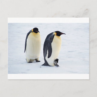 Carte Postale Pingouin gelé neige oiseau météo mignon animaux
