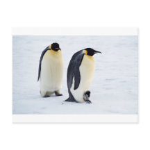 Pingouin gelé neige oiseau météo mignon animaux