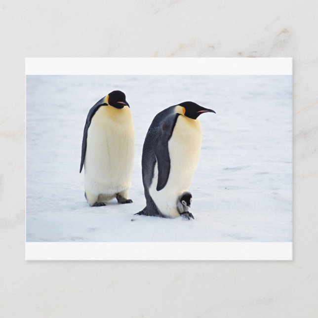Carte Postale Pingouin gelé neige oiseau météo mignon animaux (Devant)