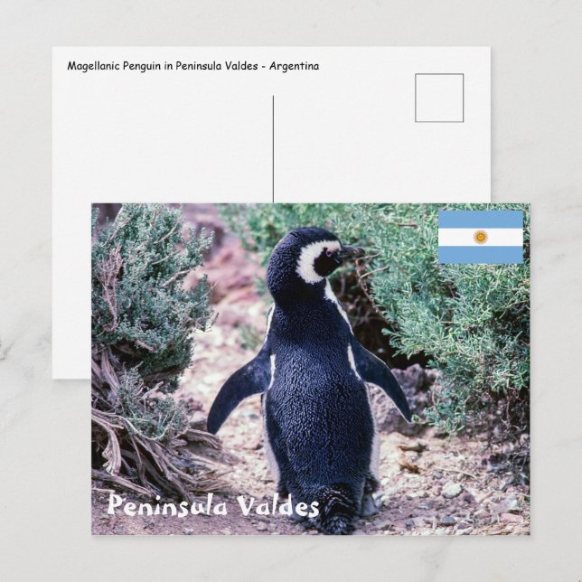 Carte Postale Pingouin magélique dans la péninsule Valdes - Arge (Devant / Derrière)