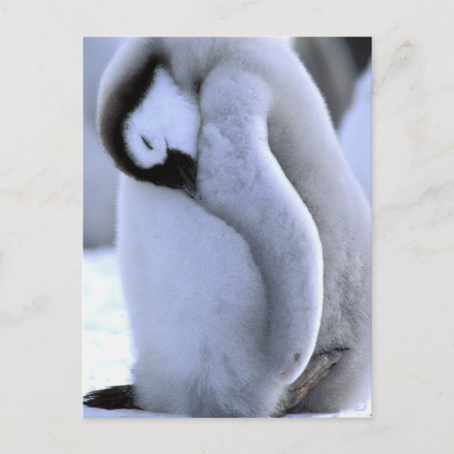 Carte Postale Pingouin | Péninsule Antarctique, mer de Weddell (Devant)