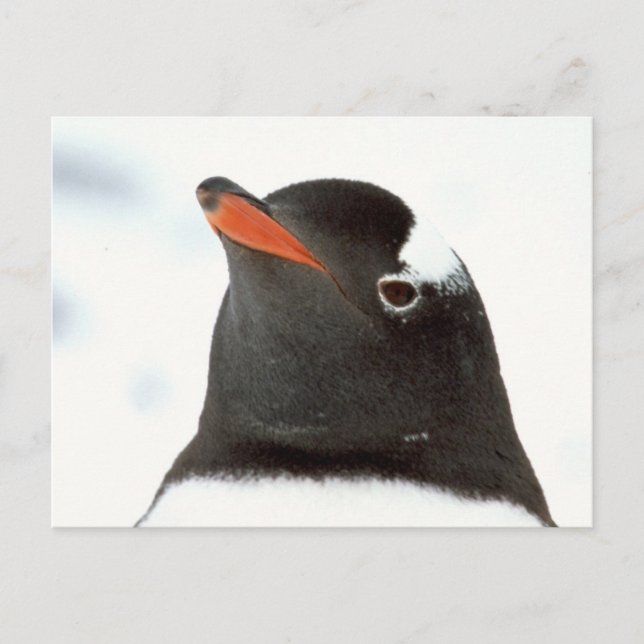 Carte Postale Pingouin-tastic (Devant)
