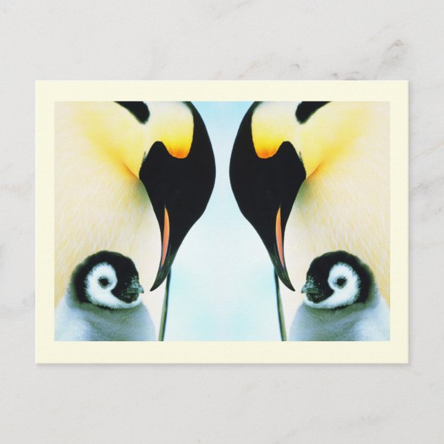 Carte Postale Pingouins (Devant)