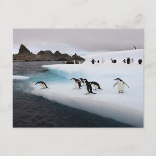 Carte Postale Pingouins