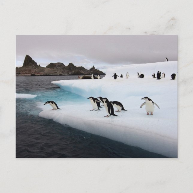 Carte Postale Pingouins (Devant)