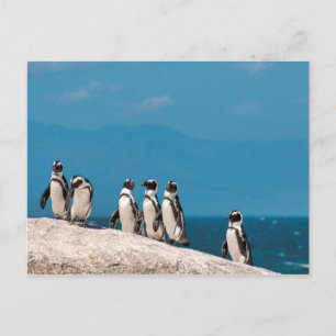 Carte Postale Pingouins africains