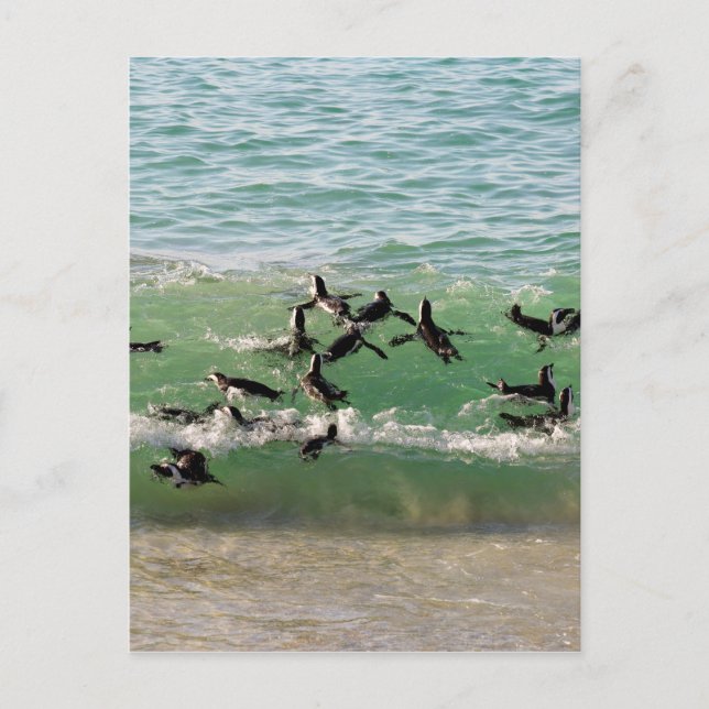 Carte Postale Pingouins africains nageant à la plage (Devant)