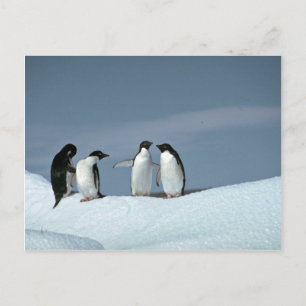 Carte Postale Pingouins d'adelite, Antarctique