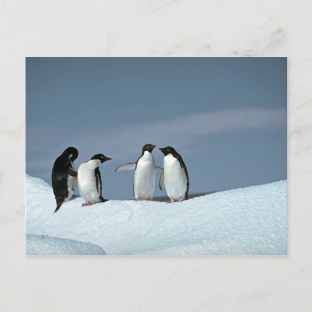 Carte Postale Pingouins d'adelite, Antarctique (Devant)