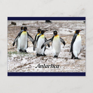 Carte Postale Pingouins dans l'Antarctique frigide