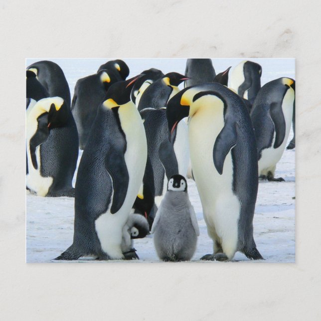 Carte Postale Pingouins empereurs (Devant)